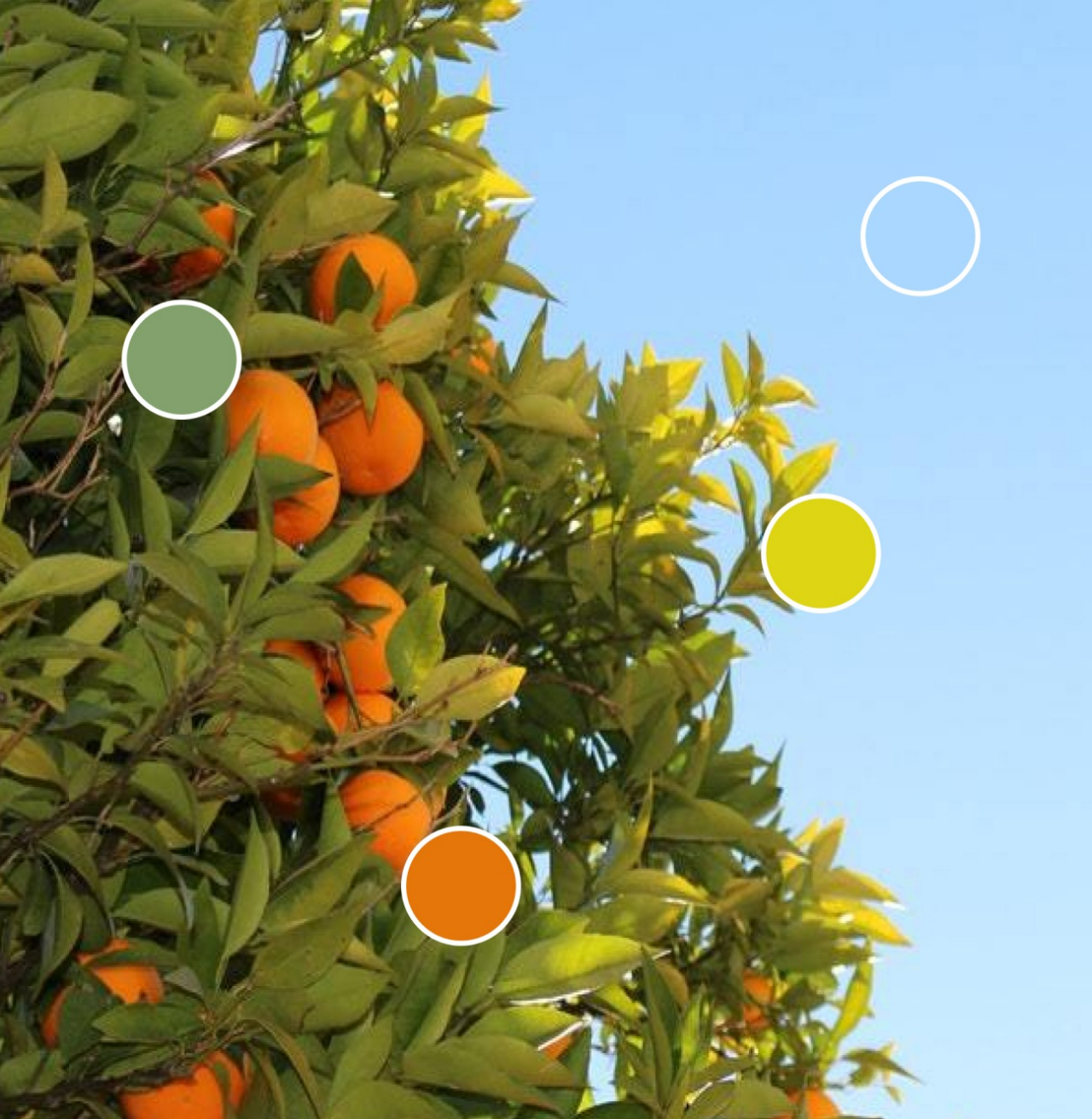 A picture of an orange tree with highlights showing off the different colors in the picture in Sherwin-Williams' ColorSnap Match a Photo.